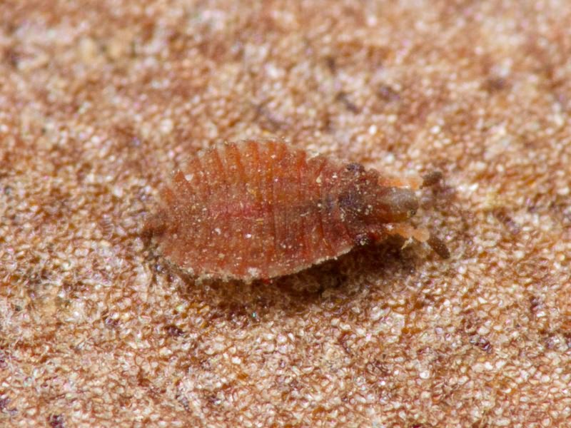 Aradus cinnamomeus Panzer, 1806